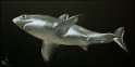 Weißer Hai; Acryl auf Leinwand;
100 x 50 cm